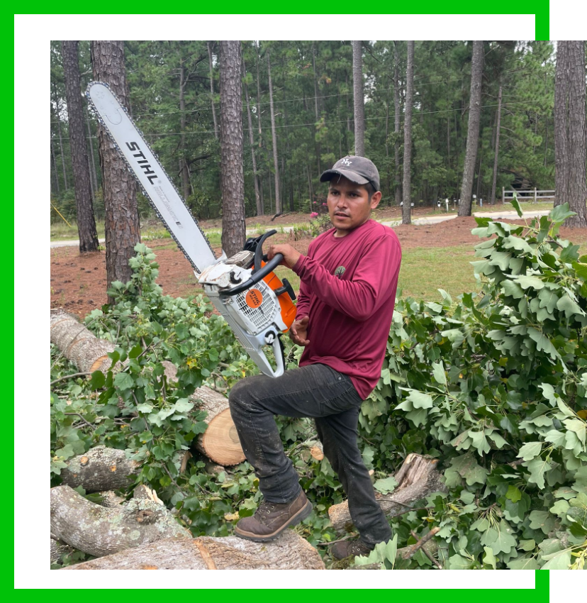 Jose Tree Services - About Us