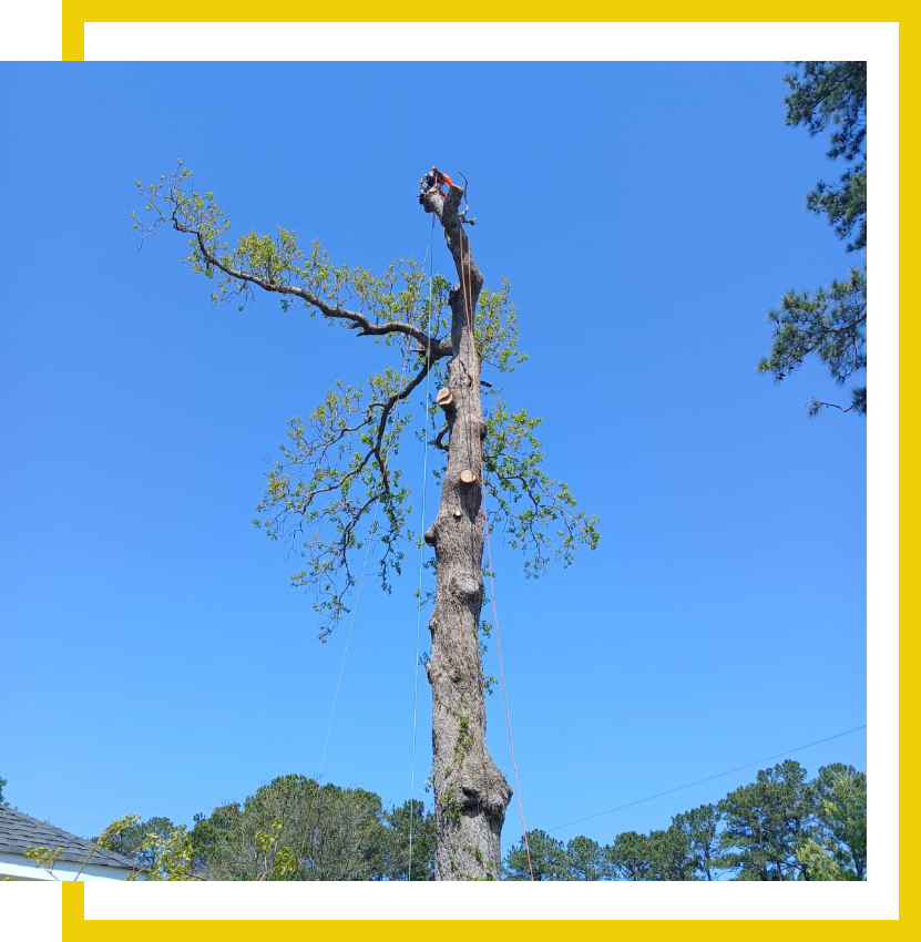 Jose Tree Services - Why Choose